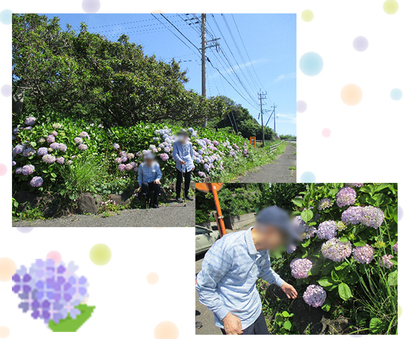 写真：外海町の紫陽花