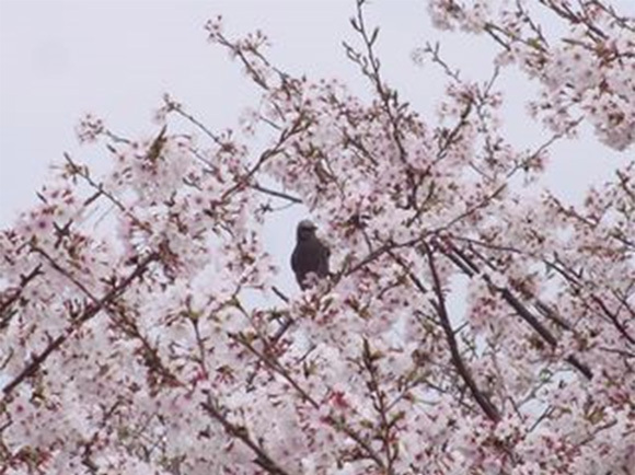 崎野自然公園に花見