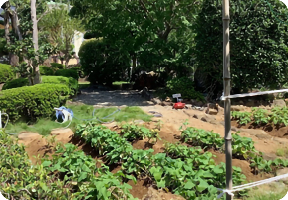 施設敷地内には畑があり、季節ごとに野菜が植えられています。